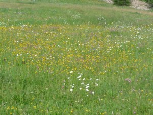 LA Foux Dallos 036